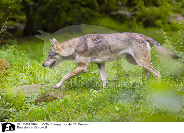 Eurasischer Grauwolf / eurasian greywolf / PW-15984