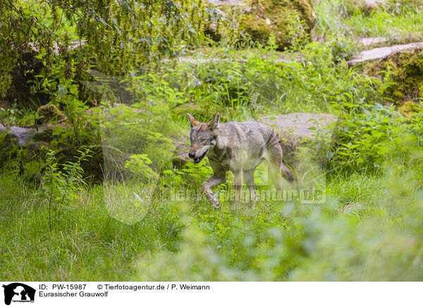 Eurasischer Grauwolf / eurasian greywolf / PW-15987