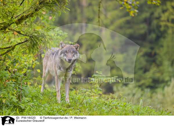 Eurasischer Grauwolf / eurasian greywolf / PW-16020