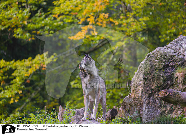 Eurasischer Grauwolf / eurasian greywolf / PW-16023