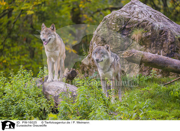 Eurasische Grauwlfe / eurasian greywolves / PW-16025