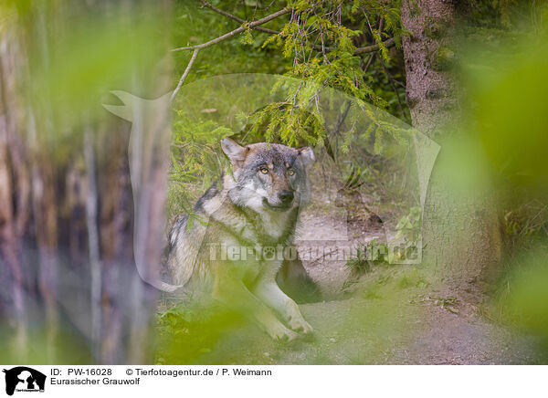 Eurasischer Grauwolf / eurasian greywolf / PW-16028