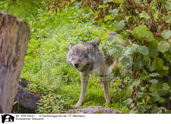 Eurasischer Grauwolf / eurasian greywolf / PW-16031