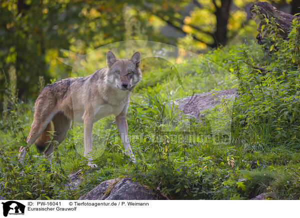 Eurasischer Grauwolf / eurasian greywolf / PW-16041