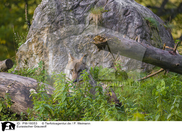 Eurasischer Grauwolf / eurasian greywolf / PW-16053