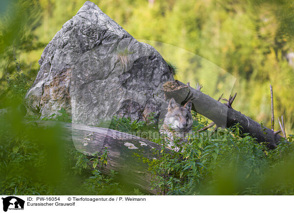 Eurasischer Grauwolf / eurasian greywolf / PW-16054