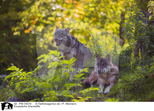 Eurasische Grauwlfe / eurasian greywolves / PW-16075