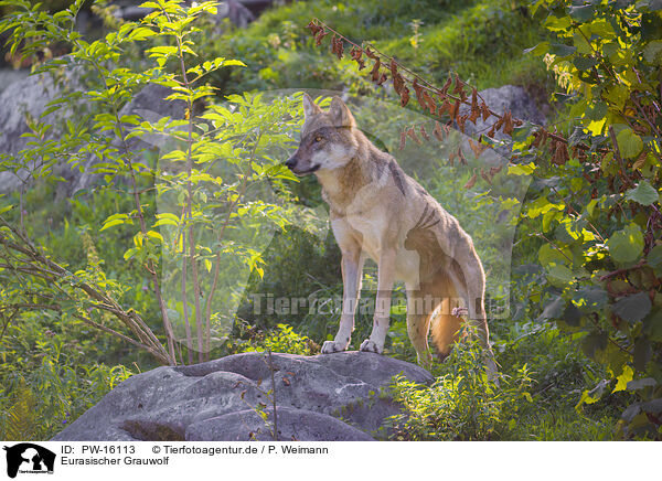 Eurasischer Grauwolf / eurasian greywolf / PW-16113