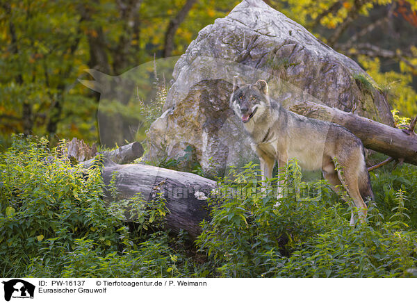 Eurasischer Grauwolf / PW-16137