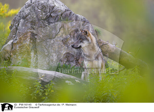 Eurasischer Grauwolf / PW-16145