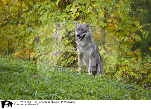 Eurasischer Grauwolf / PW-16153