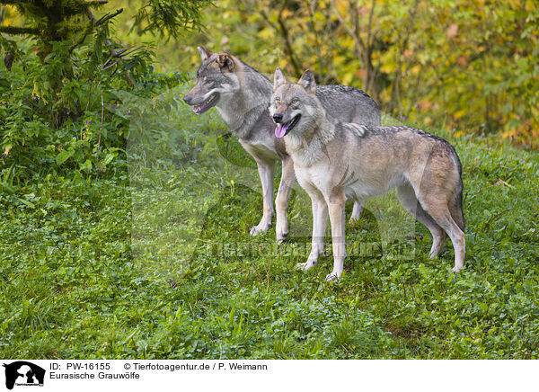 Eurasische Grauwlfe / eurasian greywolves / PW-16155