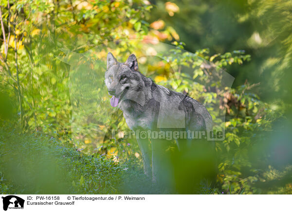 Eurasischer Grauwolf / eurasian greywolf / PW-16158