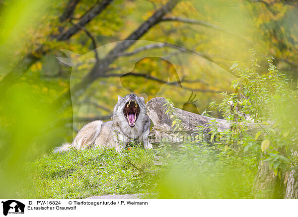 Eurasischer Grauwolf / PW-16824