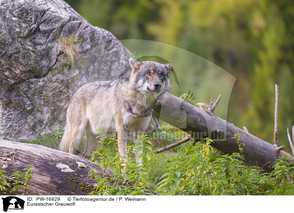 Eurasischer Grauwolf / PW-16829
