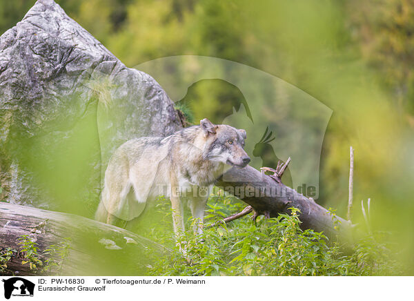 Eurasischer Grauwolf / PW-16830