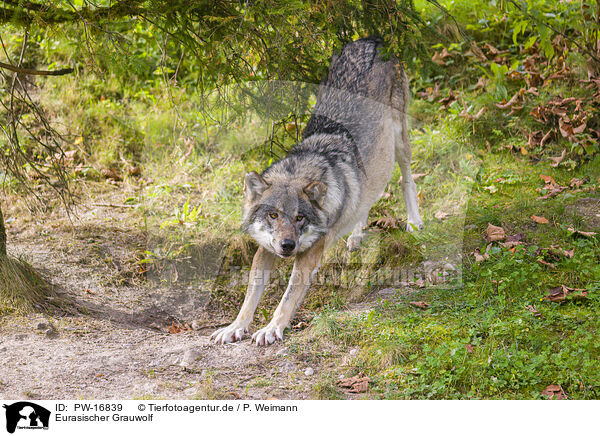 Eurasischer Grauwolf / PW-16839