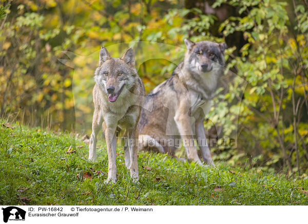 Eurasischer Grauwolf / PW-16842