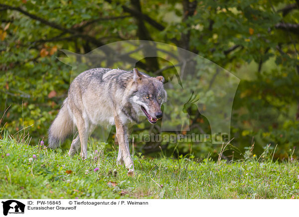 Eurasischer Grauwolf / PW-16845