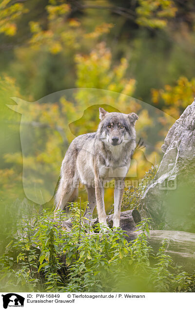 Eurasischer Grauwolf / eurasian greywolf / PW-16849