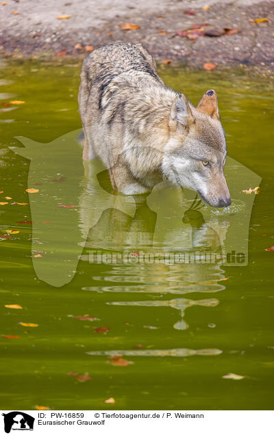 Eurasischer Grauwolf / eurasian greywolf / PW-16859