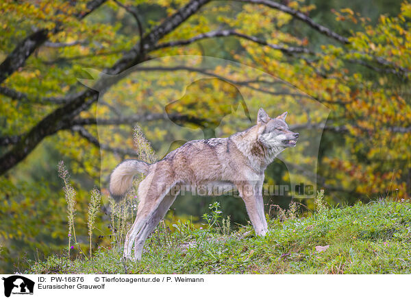 Eurasischer Grauwolf / PW-16876