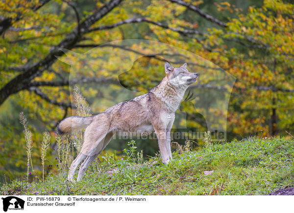 Eurasischer Grauwolf / eurasian greywolf / PW-16879
