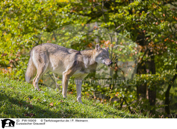 Eurasischer Grauwolf / eurasian greywolf / PW-16909