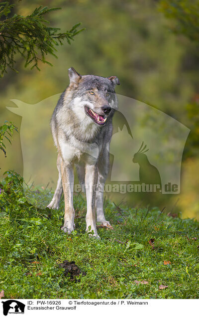 Eurasischer Grauwolf / eurasian greywolf / PW-16926