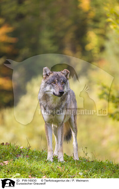 Eurasischer Grauwolf / PW-16930