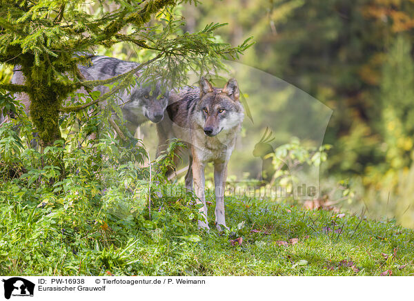 Eurasischer Grauwolf / PW-16938