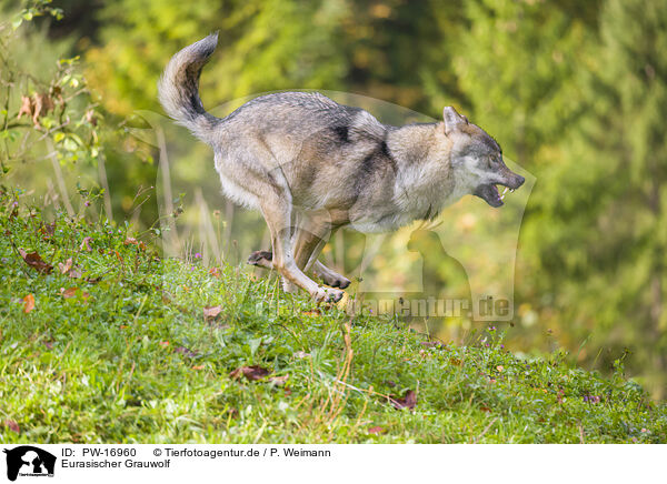 Eurasischer Grauwolf / PW-16960