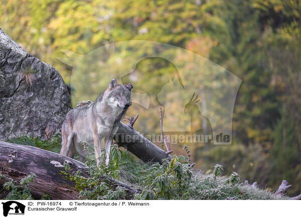 Eurasischer Grauwolf / PW-16974