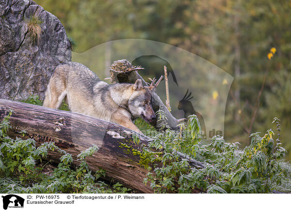 Eurasischer Grauwolf / PW-16975