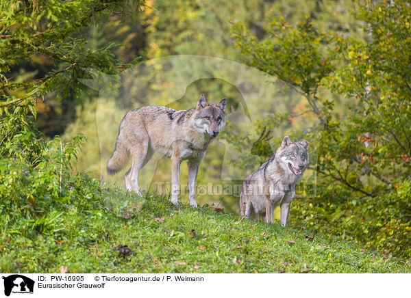 Eurasischer Grauwolf / PW-16995