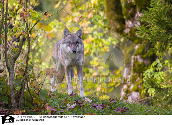 Eurasischer Grauwolf / PW-16999