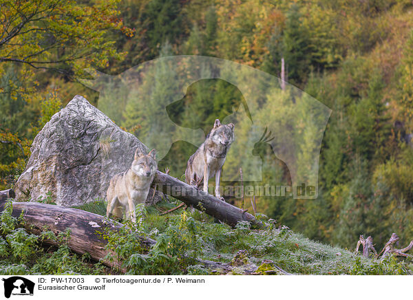 Eurasischer Grauwolf / PW-17003