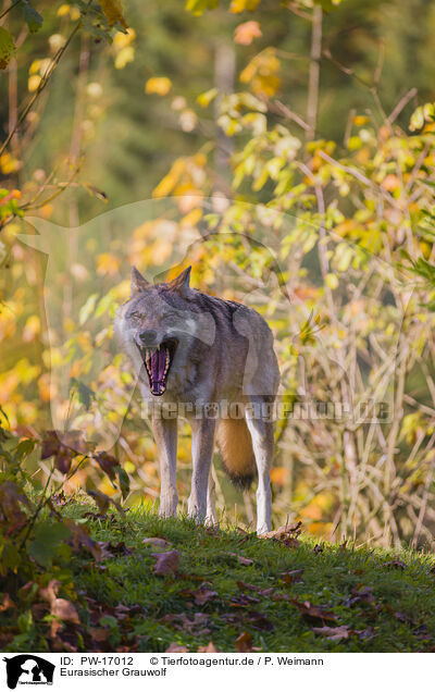 Eurasischer Grauwolf / PW-17012