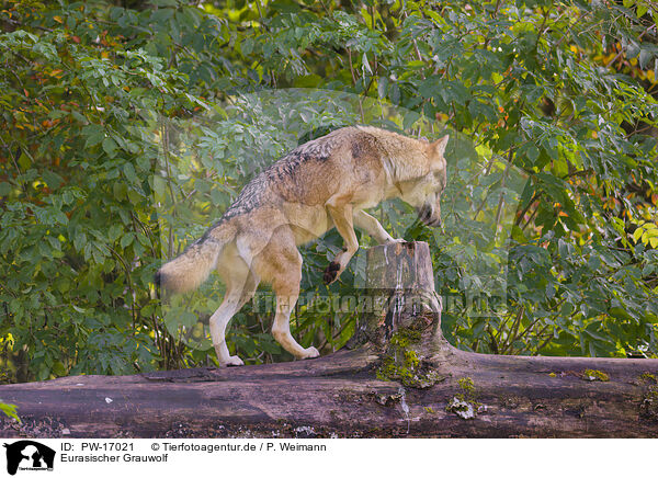 Eurasischer Grauwolf / PW-17021