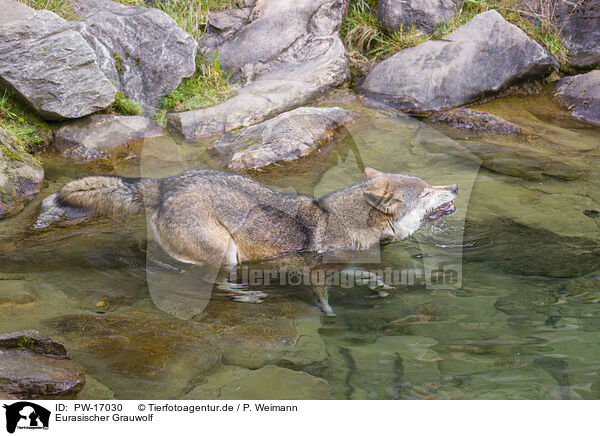 Eurasischer Grauwolf / PW-17030