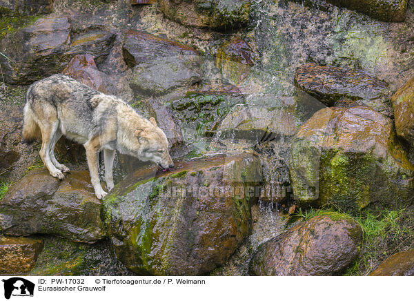 Eurasischer Grauwolf / PW-17032
