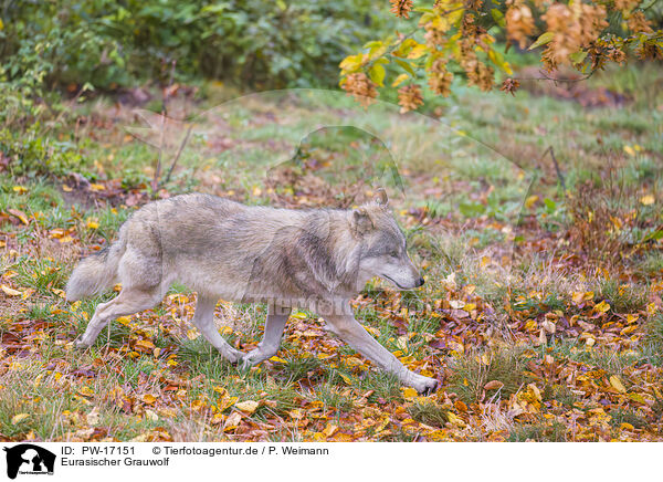 Eurasischer Grauwolf / eurasian greywolf / PW-17151