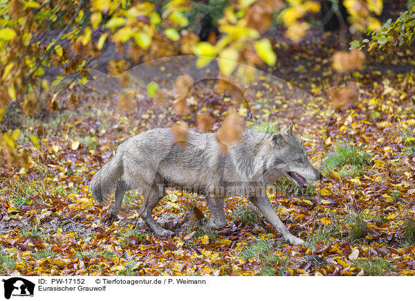 Eurasischer Grauwolf / eurasian greywolf / PW-17152