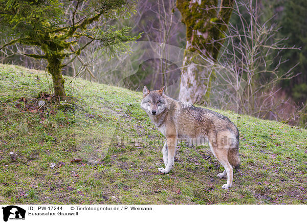 Eurasischer Grauwolf / PW-17244