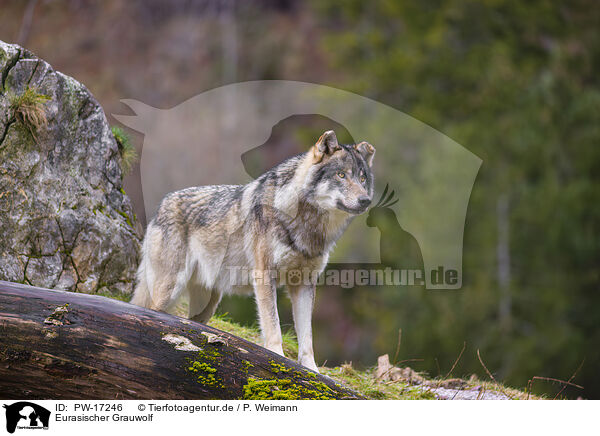 Eurasischer Grauwolf / eurasian greywolf / PW-17246