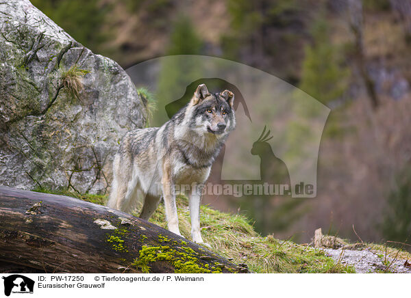 Eurasischer Grauwolf / eurasian greywolf / PW-17250