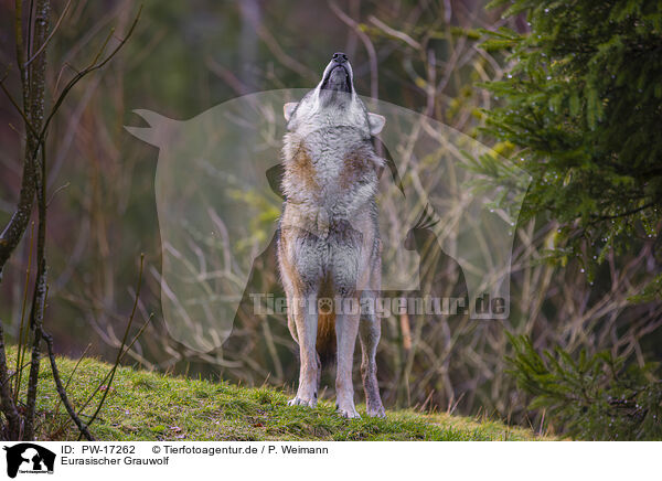 Eurasischer Grauwolf / eurasian greywolf / PW-17262