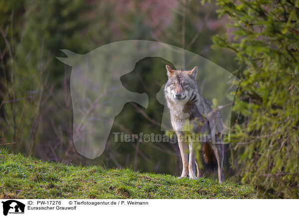 Eurasischer Grauwolf / eurasian greywolf / PW-17276