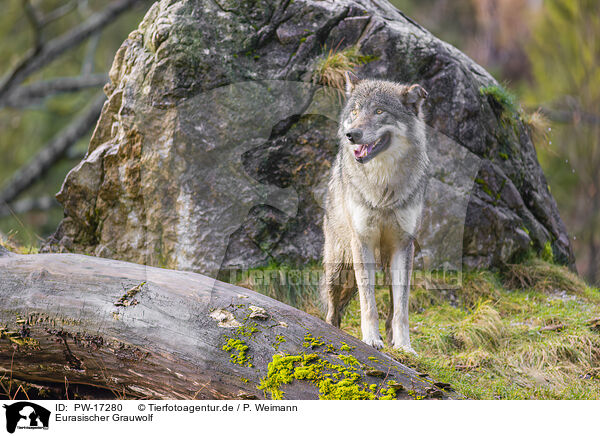 Eurasischer Grauwolf / eurasian greywolf / PW-17280