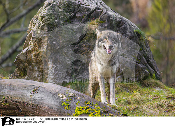 Eurasischer Grauwolf / PW-17281